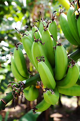 포토 JPG 해외이미지 나무 식물 아시아 음식 줄기 잎 밭 농업 과일 태국 바나나 매달리기 사람없음 야외 초록색 여름 농장 정원 수확 성장 신선 그룹 다발 날것 선로 해외202004 해외포토 계절 나라 산업 컬러 모션 파일형식 이미지허브