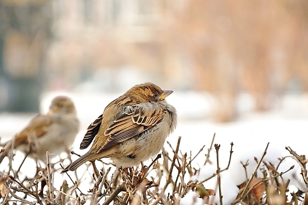 포토 JPG 해외이미지 나무 동물 계절 공원 남자 야생동물 백그라운드 2 겨울 날개 자연 조류 주택 사람없음 야외 목재 초록색 물 울타리 갈색 정원 봄 흰색 관찰 인사 신선 신용카드 닫기 숲 깃털 엽서 참새 동물상 무료 생태학 해외202004 해외포토 자연요소 식물 공공시설 교육 컬러 재료 모션 사람 건물 금융 담장 조형물 예절 편지 생태계 파일형식 이미지허브