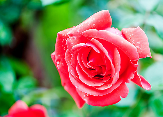 포토 JPG 해외이미지 식물 꽃잎 꽃 분홍색 꽃다발 잎 꽃무늬 자연 사람없음 야외 빨간색 초록색 장미 머리 정원 보라색 봄 성장 신선 개화 그룹 자주색 다발 묘사 라일락 제비 내추럴 많음 해외202004 해외포토 계절 컬러 컨셉 무늬 조류 신체부위 생태계 파일형식 이미지허브