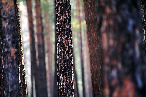 포토 JPG 해외이미지 나무 식물 계절 백그라운드 잎 패턴 모션 자연 추상 기술 창조 풍경 사람없음 야외 가로 초록색 여름 갈색 우주 환경 침묵 활발 젖음 가을 나뭇가지 소나무 소프트포커스 숲 질감 장면 공상 오해 효과 해외202004 해외포토 컬러 컨셉 무늬 촬영기법 소리 생태계 파일형식 이미지허브