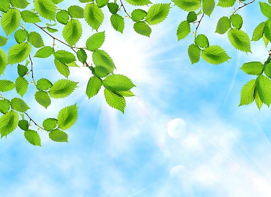포토 JPG 해외이미지 나무 식물 백그라운드 단풍 잎 자연 하늘 사람없음 야외 가로 초록색 여름 파란색 빛 컬러풀 햇빛 태양 환경 봄 활발 성장 나뭇가지 신선 숲 해외202004 해외포토 자연요소 계절 컬러 컨셉 생태계 파일형식 이미지허브
