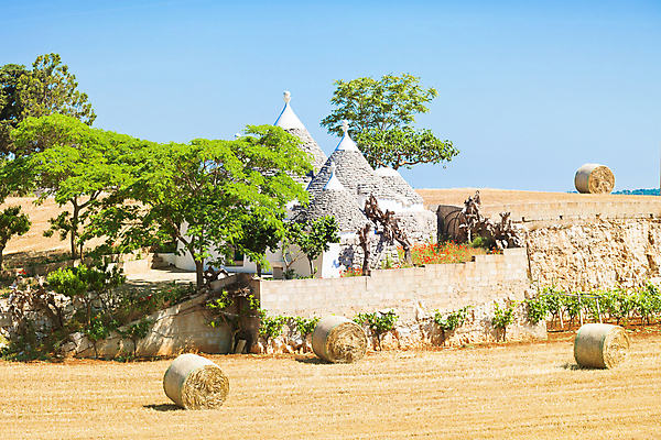포토 JPG 해외이미지 나무 전통 꽃 여행 밭 농업 건축양식 자연 휴가 주택 사람없음 여름 농작물 컬러풀 햇빛 농가 농장 와인 농사 이탈리아 수확 볏짚 땅 포도나무 양귀비 밀짚 리빙 유지 밭일 옛날 세련 해외202004 해외포토 식물 계절 건축 유럽 산업 컬러 주류 건물 태양 짚 과일나무 생태계 파일형식 이미지허브
