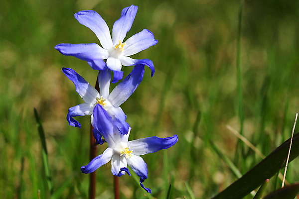 포토 JPG 해외이미지 식물 계절 공원 꽃잎 꽃 줄기 꽃다발 백그라운드 잎 겨울 전구 자연 부활절 사람없음 야외 파란색 머리 정원 보라색 봄 벚꽃 종 흰색 그룹 작음 허브 속도 꽃가루 고립 시베리아 영원 헌병 해외202004 해외포토 공공시설 기념일 컬러 신체부위 군인 크기 가루 생태계 파일형식 이미지허브