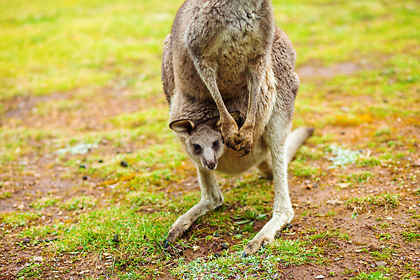 포토 JPG 해외이미지 동물 여자 야생동물 여행 2 포유류 가족 자연 엄마 털 서기 사람없음 회색 아기 황무지 호주 숲 모피 귀 캥거루 동물상 파우치 해외202004 해외포토 컬러 가방 관계 모션 사람 신체부위 조형물 오세아니아 생태계 파일형식 이미지허브