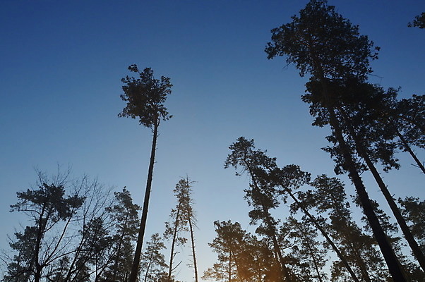 포토 JPG 해외이미지 나무 계절 실루엣 여행 백그라운드 자연 하늘 아침 산 풍경 사람없음 야외 목재 여름 마을 봄 산책 안개 시골 숲 언덕 해외202004 해외포토 주간 식물 재료 날씨 휴식 촬영기법 생태계 파일형식 이미지허브