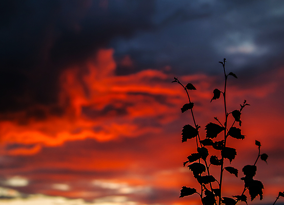 포토 JPG 해외이미지 실루엣 바다 여행 자연 하늘 휴가 핀란드 풍경 사람없음 야외 물 여름 햇빛 태양 일출 황혼 일몰 저녁 북쪽 뇌우 해외202004 해외포토 자연요소 계절 촬영기법 북유럽 노을 야간 방향 생태계 파일형식 이미지허브