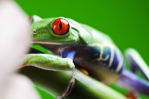 포토 JPG 해외이미지 한마리 야생동물 실내 매달리기 양서류 근접촬영 사람없음 소프트포커스 청개구리 잎줄기 초록배경 해외202004 해외포토 동물 1 뷰포인트 줄기 백그라운드 모션 촬영기법 개구리 내부 초록색 파일형식 이미지허브