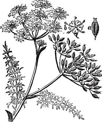 EPS 해외이미지 음식 줄기 일러스트 재료 자연 요리 미술 씨앗 갈색 검은색 수확 골동품 성장 흰색 신선 양념 조미료 맛 인쇄 허브 향신료 그림 유기농 향기 향 판화 내추럴 고립 옛날 회향 해외202004 해외일러스트 식물 웰빙 컬러 컨셉 농업 문화예술 생태계 냄새 향미료 파일형식 벡터 이미지허브
