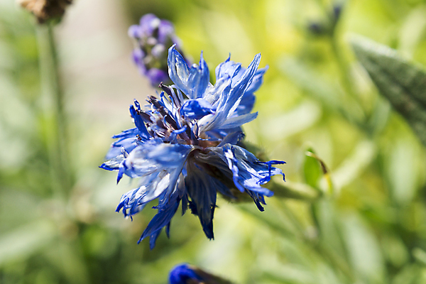포토 JPG 해외이미지 식물 꽃잎 꽃 백그라운드 자연 사람없음 파란색 컬러풀 정원 개화 수레국화 해외202004 해외포토 컬러 생태계 파일형식 이미지허브
