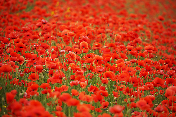 포토 JPG 해외이미지 식물 구름 계절 꽃 줄기 백그라운드 잎 밭 농업 자연 벽지 프레임 풍경 사람없음 빨간색 여름 파란색 농장 정원 보라색 봄 벚꽃 시골 땅 허브 원예 아로마 양귀비 진홍색 내추럴 해외202004 해외포토 자연요소 산업 컬러 취미 생태계 파일형식 이미지허브