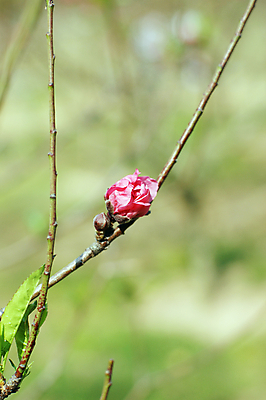 포토 JPG 해외이미지 꽃 사람없음 벚꽃 복숭아 자두 해외202004 해외포토 식물 과일 파일형식 이미지허브