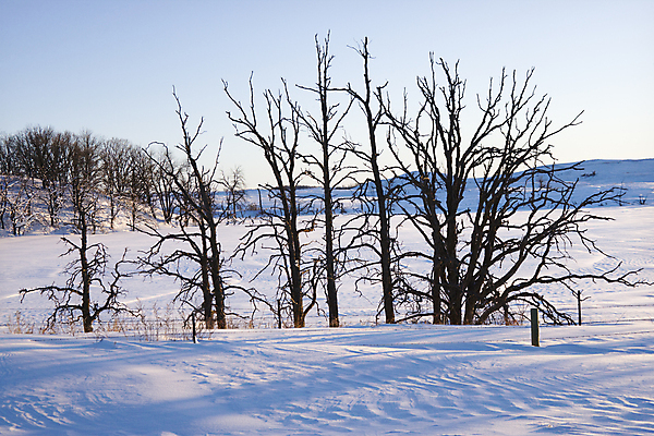 포토 JPG 해외이미지 나무 계절 겨울 자연 날씨 풍경 사람없음 야외 가로 사진촬영 시골 해외202004 해외포토 식물 촬영 생태계 파일형식 이미지허브