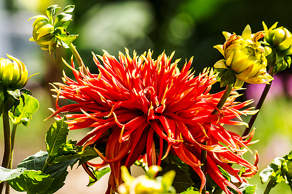 포토 JPG 해외이미지 나무 식물 꽃 백그라운드 잎 밭 오렌지 자연 벽지 사람없음 초록색 여름 컬러풀 정원 맑음 신선 달리아 강렬 해외202004 해외포토 계절 컬러 농업 과일 날씨 생태계 파일형식 이미지허브