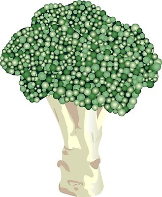 EPS 해외이미지 식물 라이프스타일 디자인 음식 줄기 백그라운드 컨셉 농업 다이어트 채소 일러스트 재료 자연 건강 요리 초록색 여름 수확 흰색 신선 맛 브로콜리 먹기 허브 오브젝트 유기농 날것 국산 내추럴 영양분 채식주의자 그리너리 비건 해외202004 해외일러스트 웰빙 계절 산업 컬러 모션 생활 생태계 채식 파일형식 벡터 트랜드컬러 이미지허브