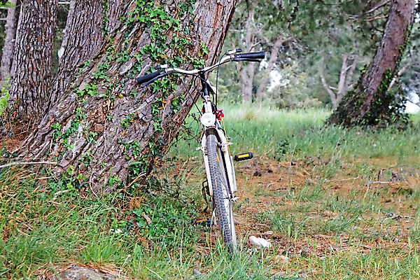 포토 JPG 해외이미지 나무 식물 응시 스포츠 백그라운드 이동 교통시설 자연 휴가 건강 풍경 사람없음 야외 목재 초록색 햇빛 태양 환경 자전거 검은색 봄 수확 흰색 숲 복고 내추럴 단절 카피스페이스 해외202004 해외포토 자연요소 시선 계절 컬러 교통 컨셉 농업 재료 바이크 공백 시설 생태계 파일형식 이미지허브