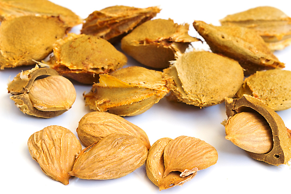 포토 JPG 해외이미지 음식 재료 건조 건강 옥수수 씨앗 사람없음 갈색 견과류 약재 오픈 흰배경 유기농 알맹이 날것 내추럴 고립 살구 해외202004 해외포토 식물 웰빙 컬러 백그라운드 과일 곡류 약 흰색 파일형식 이미지허브