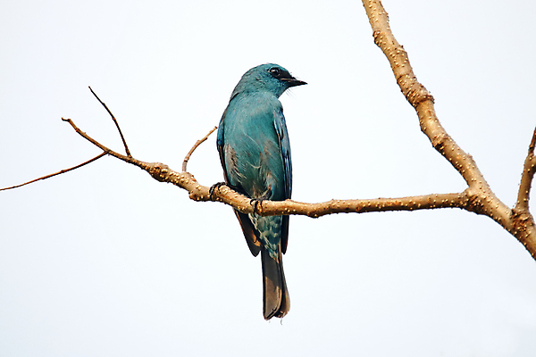 포토 JPG 해외이미지 나무 동물 여자 남자 아시아 얼굴 야생동물 백그라운드 날개 자연 조류 사람없음 야외 목재 가로 초록색 컬러풀 머리 환경 나뭇가지 막대기 닫기 숲 깃털 꼬리 부리 서식지 생태학 이국적 해외202004 해외포토 식물 교육 나라 컬러 재료 모션 사람 신체부위 생태계 파일형식 이미지허브