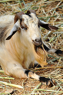 포토 JPG 해외이미지 동물 손 응시 음식 밭 농업 포유류 자연 염소 수염 털 뿔 사람없음 야외 초록색 농장 머리 가축 흰색 시골 표현 군중 먹기 호기심 코 귀 밭일 수유 초식 목가 해외202004 해외포토 시선 감정 산업 컬러 컨셉 모션 사람 신체부위 생태계 파일형식 이미지허브