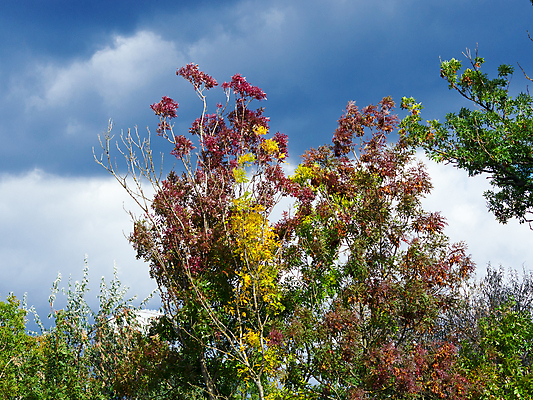 포토 JPG 해외이미지 나무 식물 계절 단풍 잎 오렌지 자연 프레임 사람없음 빨간색 컬러풀 노란색 활발 가을 황금 11월 질감 10월 내추럴 해외202004 해외포토 컬러 컨셉 과일 날짜 생태계 파일형식 이미지허브