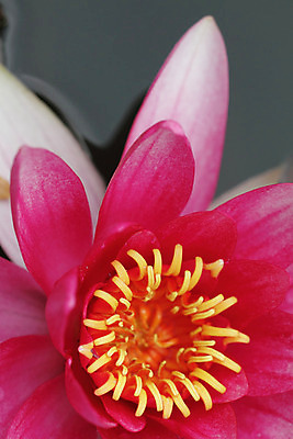 포토 JPG 해외이미지 식물 계절 공원 꽃잎 꽃 호수 야생동물 분홍색 잎 자연 동양인 사람없음 물 노란색 환경 정원 침묵 봄 흰색 연못 개화 닫기 당구 향수 묘사 생태계 향기 서식지 내추럴 이국적 취급주의 완전 해외202004 해외포토 자연요소 동물 공공시설 컬러 컨셉 모션 경고 인종 구기 소리 화장품 냄새 파일형식 이미지허브