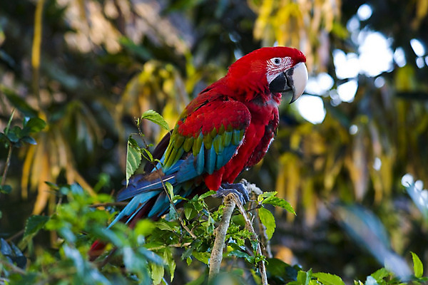 포토 JPG 해외이미지 동물 섬 무지개 날개 조류 동물원 사람없음 빨간색 초록색 파란색 반려동물 노란색 젖음 나뭇가지 숲 깃털 꼬리 부리 앵무새 해외202004 해외포토 자연요소 나무 컬러 파일형식 이미지허브