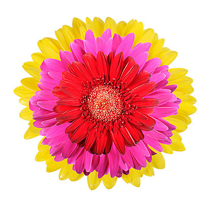 포토 JPG 해외이미지 꽃잎 꽃 분홍색 백그라운드 컨셉 꽃무늬 자연 발렌타인데이 3 사랑 사람없음 빨간색 노란색 머리 흰색 가득함 오브젝트 싱글 데이지 심플 슛 거베라 길이 고립 유일 해외202004 해외포토 식물 감정 컬러 무늬 데이이벤트 신체부위 생태계 파일형식 이미지허브