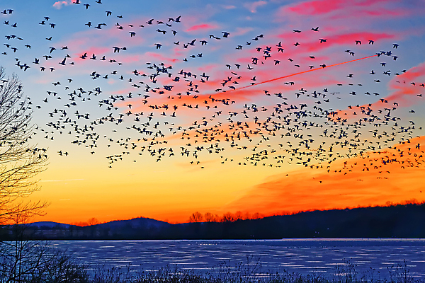 포토 JPG 해외이미지 구름 실루엣 호수 야생동물 백그라운드 이동 겨울 오렌지 자연 조류 하늘 아침 산 풍경 사람없음 야외 물 햇빛 노란색 일출 냉동 얼음 검은색 황혼 일몰 새벽 추위 그룹 군중 저녁 사냥 거위 물새 철새 2월 해외202004 해외포토 주간 자연요소 동물 계절 컬러 컨셉 과일 촬영기법 사람 태양 노을 날짜 야간 생태계 파일형식 이미지허브