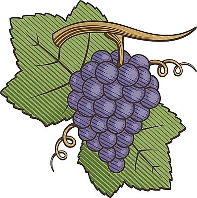 EPS 해외이미지 식물 디자인 열매 음식 잎 과일 일러스트 자연 포도 건강 그래픽 초록색 여름 보라색 수확 가을 나뭇가지 신선 달콤 심볼 그림 유기농 포도나무 판화 내추럴 고립 목판화 숙성 해외202004 해외일러스트 나무 웰빙 계절 컬러 농업 미술 맛 과일나무 생태계 파일형식 벡터 이미지허브