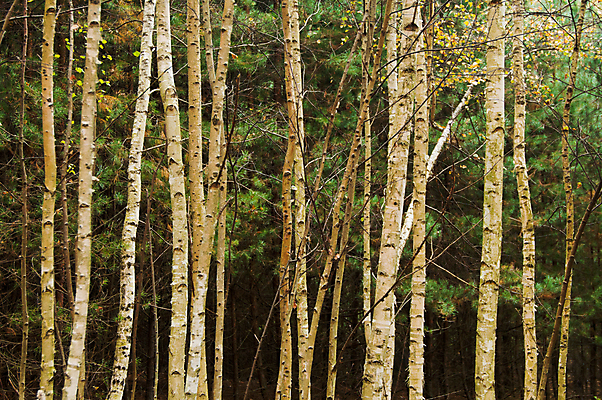 포토 JPG 해외이미지 나무 식물 계절 공원 백그라운드 단풍 잎 패턴 오렌지 자연 풍경 사람없음 야외 목재 초록색 여름 컬러풀 햇빛 갈색 노란색 환경 줄무늬 가을 흰색 나뭇가지 시골 신선 황무지 황금 숲 9월 자작나무 10월 내추럴 삼림지대 해외202004 해외포토 공공시설 컬러 무늬 과일 재료 태양 날짜 생태계 파일형식 이미지허브