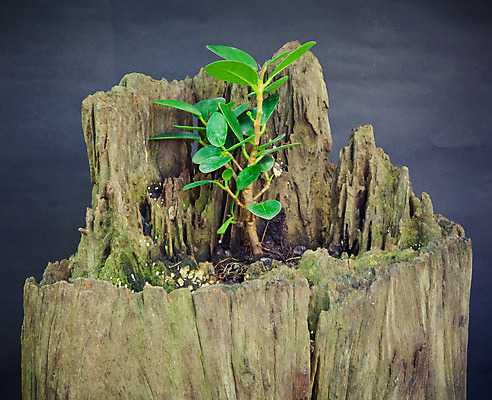 포토 JPG 해외이미지 나무 식물 백그라운드 잎 자연 풍경 사람없음 야외 초록색 환경 침묵 성장 나뭇가지 황무지 숲 담배꽁초 내추럴 옛날 그리너리 해외202004 해외포토 컬러 담배 소리 생태계 파일형식 트랜드컬러 이미지허브