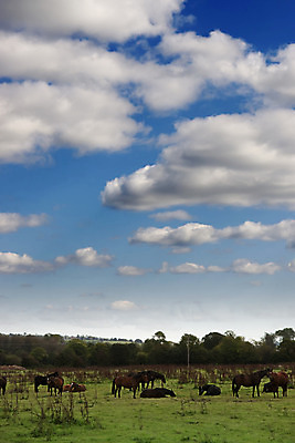 포토 JPG 해외이미지 나무 동물 구름 밭 농업 포유류 자연 하늘 풍경 사람없음 야외 가로 초록색 여름 파란색 농장 농경지 갈색 가축 봄 목장 자유 시골 그룹 승마 방목 땅 먹기 장면 갈기 아일랜드 망아지 수평선 해외202004 해외포토 자연요소 식물 계절 유럽 산업 새끼 스포츠 컬러 컨셉 모션 말_동물 축산업 생태계 파일형식 이미지허브