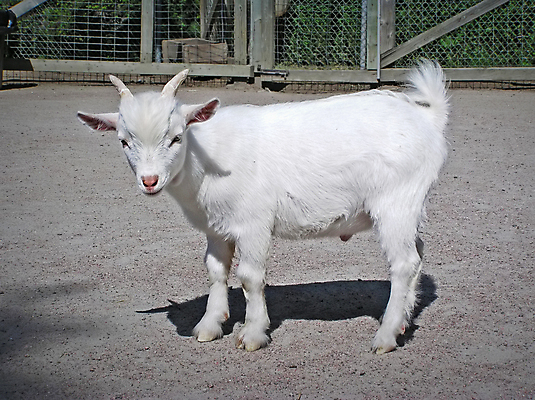 포토 JPG 해외이미지 동물 응시 남자 모래 분홍색 포유류 자연 염소 털 뿔 사람없음 울타리 농장 흰색 아기 작음 탈출 순수 철사 암초 솜털 망사 외양간 동물상 무료 해외202004 해외포토 시선 컬러 컨셉 농업 사람 담장 조형물 직물 크기 생태계 파일형식 이미지허브