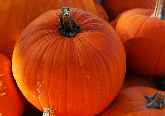 포토 JPG 해외이미지 계절 음식 농업 채소 오렌지 과일 호박 건강 요리 사람없음 장식 농장 축제 할로윈 수확 가을 신선 먹기 유기농 날것 박 추수감사절 스쿼시 숙성 해외202004 해외포토 웰빙 산업 기독교 스포츠 모션 구기 파일형식 이미지허브