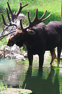 포토 JPG 해외이미지 동물 남자 야생동물 포유류 자연 뿔 사람없음 물 연못 황소 해외202004 해외포토 자연요소 사람 소 생태계 파일형식 이미지허브