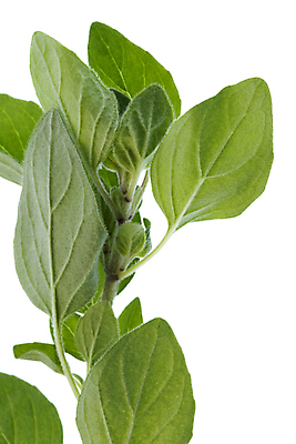 포토 JPG 해외이미지 식물 음식 잎 농업 재료 건강 요리 사람없음 초록색 약 신선 닫기 맛 냄비 허브 향신료 묘사 유기농 향기 아로마 성분 내추럴 고립 오레가노 치료제 해외202004 해외포토 웰빙 산업 컬러 컨셉 의학 모션 솥 냄새 향미료 파일형식 이미지허브