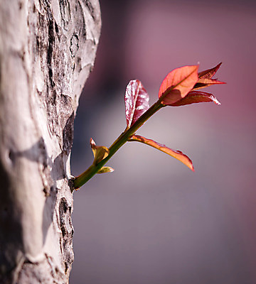 포토 JPG 해외이미지 식물 직업 컨셉 잎 비즈니스 자연 성공 아침 추상 미래 새로움 사람없음 건물 목재 빨간색 빛 햇빛 환경 희망 힘 성장 나뭇가지 신선 변화 대표 심볼 시작 에코 질감 기회 부활 지구온난화 개발 생태학 옛날 지원 생존 카피스페이스 해외202004 해외포토 주간 나무 건축물 교육 감정 컬러 무늬 재료 태양 공백 생태계 기후변화 파일형식 이미지허브
