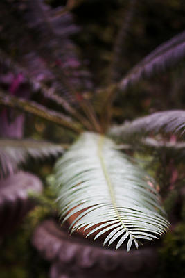 포토 JPG 해외이미지 식물 공원 지구 선 백그라운드 잎 자연 건조 손바닥 창조 사람없음 야외 장식 초록색 평화 정원 역동적 내추럴 분할 해외202004 해외포토 손 공공시설 컬러 컨셉 생태계 파일형식 이미지허브
