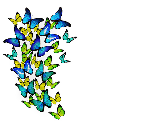 포토 JPG 해외이미지 나비 백그라운드 날개 선물 사람없음 초록색 여름 파란색 빛 컬러풀 노란색 검은색 봄 흰색 축하 편지 수집 싱글 내추럴 고립 구성 무료 터키석 많음 해외202004 해외포토 계절 컬러 곤충 컨셉 보석 파일형식 이미지허브