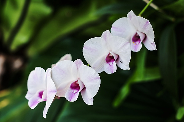 포토 JPG 해외이미지 식물 디자인 꽃잎 꽃 분홍색 꽃다발 잎 꽃무늬 태국 추상 새로움 사람없음 장식 여름 환경 정원 보라색 봄 벚꽃 흰색 나뭇가지 시골 개화 난초 우아함 배열 제비꽃 네덜란드 보케 호접란 향 내추럴 해외202004 해외포토 나무 계절 유럽 아시아 컬러 컨셉 무늬 파일형식 이미지허브