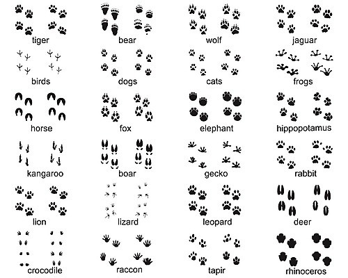 EPS 해외이미지 모양 동물 디자인 실루엣 야생동물 백그라운드 일러스트 곰 파충류 조류 사슴 코끼리 그래픽 세트 라벨 검은색 고양이 토끼 호랑이 개 인쇄 사자 발자국 심볼 사인 도마뱀 여우 육식동물 악어 하마 캥거루 코뿔소 우표 늑대 표범 멧돼지 고립 선로 양발 재규어 해외202004 해외일러스트 컬러 포유류 자국 프레임 촬영기법 반려동물 파일형식 벡터 이미지허브