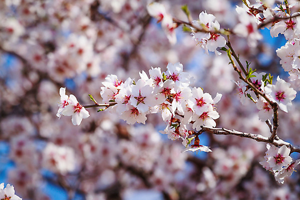 포토 JPG 해외이미지 나무 식물 계절 꽃잎 꽃 분홍색 백그라운드 꽃무늬 자연 사람없음 파란색 빛 환경 정원 일본 봄 벚꽃 신선 과수원 내추럴 살구 해외202004 해외포토 아시아 컬러 무늬 농업 과일 생태계 파일형식 이미지허브