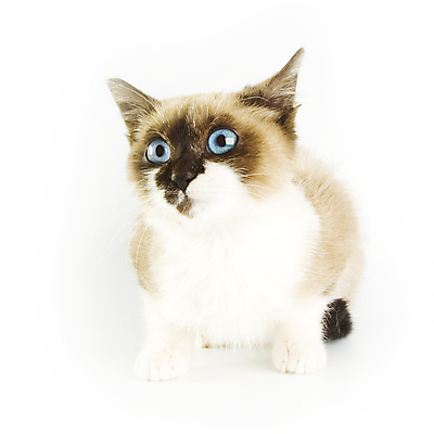 포토 JPG 해외이미지 동물 포유류 포옹 수염 털 사람없음 반려동물 고양이 흰색 표현 달콤 작음 모피 만족 고립 동반자 해외202004 해외포토 감정 컬러 안기 맛 크기 파일형식 이미지허브