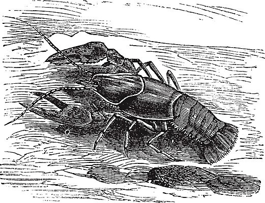 EPS 해외이미지 동물 유럽 음식 바다 일러스트 조개 갑각류 미술 물 검은색 수확 골동품 껍질 흰색 신선 가재 바닷가재 해산물 그림 판화 펜치 다뉴브강 동물상 민물 옛날 집게발 해외202004 해외일러스트 자연요소 나라 컬러 농업 문화예술 어패류 조형물 공구 파일형식 벡터 이미지허브