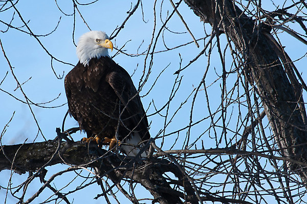 포토 JPG 해외이미지 동물 야생동물 상징 날개 자연 조류 서기 앉기 사람없음 평화 독수리 육식동물 멸종 애국심 동물상 리갈 옛날 해외202004 영광군 해외포토 컨셉 모션 조형물 전라남도 생태계 파일형식 이미지허브