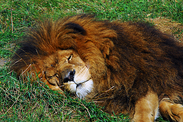 포토 JPG 해외이미지 동물 남자 야생동물 포유류 아프리카 자연 털 사람없음 고양이 위험 사자 큼 왕 사파리 육식동물 사냥꾼 해외202004 해외포토 직업 나라 컨셉 사람 반려동물 크기 생태계 파일형식 이미지허브