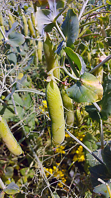 포토 JPG 해외이미지 나무 식물 꽃 음식 백그라운드 잎 밭 농업 채소 과일 자연 건강 사람없음 초록색 농작물 농장 정원 수확 성장 신선 유기농 내추럴 숙성 채식주의자 해외202004 해외포토 웰빙 산업 컬러 생태계 채식 파일형식 이미지허브