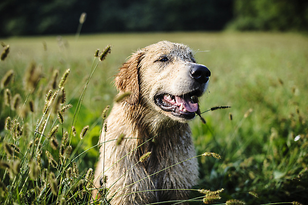 포토 JPG 해외이미지 동물 계절 공원 행복 백그라운드 밭 자연 건강 앉기 풍경 사람없음 야외 초록색 반려동물 노란색 봄 가을 황금 개 골든리트리버 리트리버 강아지 큼 래브라도리트리버 송곳니 내추럴 기르기 땅바닥 해외202004 해외포토 공공시설 감정 컬러 농업 포유류 모션 바닥 치아 크기 생태계 돌봄 파일형식 이미지허브