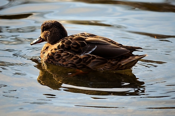 포토 JPG 해외이미지 응시 계절 여자 야생동물 음식 바다 자연 조류 오리 노르웨이 앉기 풍경 사람없음 야외 옆모습 물 파란색 빛 햇빛 반사 갈색 노란색 맑음 수영 힘 침묵 활발 꿈 가을 흰색 연못 원형 닫기 큼 시원함 북극 깃털 검색 만족 부리 장면 목 북쪽 느림 청둥오리 내추럴 강렬 무료 북극해 잔물결 진짜 몽환 해외202004 해외포토 자연요소 도형 동물 시선 감정 유럽 물결 뷰포인트 컬러 컨셉 모션 날씨 사람 신체부위 태양 소리 수상스포츠 크기 극지방 방향 생태계 파일형식 이미지허브