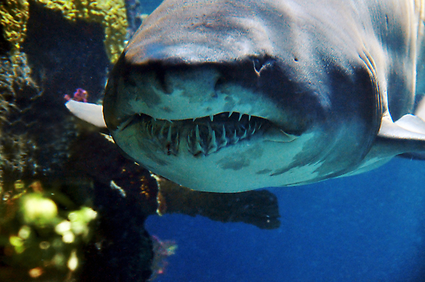 포토 JPG 해외이미지 동물 얼굴 야생동물 바다 백그라운드 자연 바닥 어류 사람없음 물 세계 수중 수영 회색 흰색 입 호랑이 산호 닫기 치아 잠수부 떨어짐 위험 공격 무서움 고래 다이빙 날카로움 육식동물 상어 암초 주둥이 턱 깊이 해외202004 해외포토 자연요소 감정 컬러 컨셉 포유류 모션 신체부위 수중동물 수상스포츠 소화기관 자포동물 전문직 생태계 수중스포츠 파일형식 이미지허브