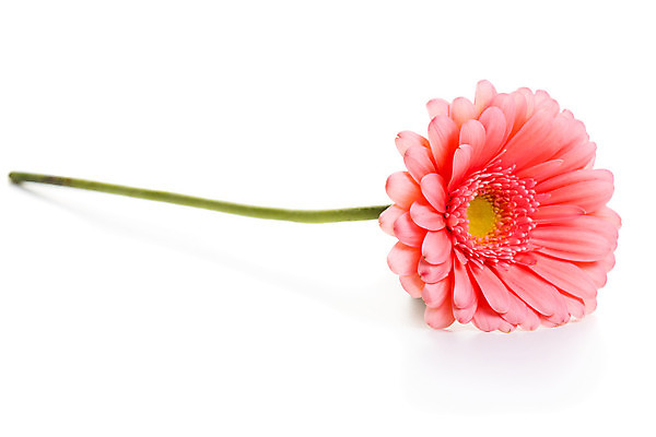 포토 JPG 해외이미지 식물 1 계절 꽃잎 꽃 분홍색 백그라운드 꽃무늬 자연 선물 사람없음 컬러풀 머리 정원 봄 활발 성장 벚꽃 흰색 신선 원형 개화 묘사 오브젝트 싱글 데이지 심플 거베라 내추럴 고립 해외202004 해외포토 도형 컬러 컨셉 무늬 신체부위 생태계 파일형식 이미지허브